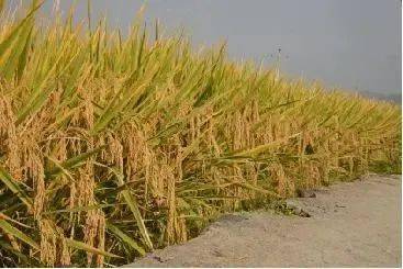 农业产业链解析与初级农产品的全产业链布局策略