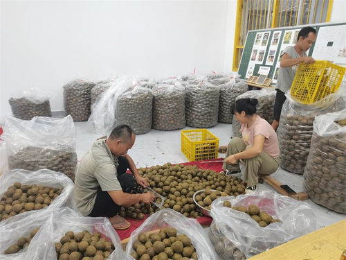 斗江镇思欧村农产品分装车间 罗汉果选果忙，助力乡村振兴