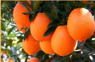 警惕假冒赣南脐橙 违法成本高，最高可判七年