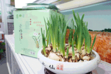 沪上迎新春，舌尖品丰年 2019上海新春农产品大联展本周盛大启幕