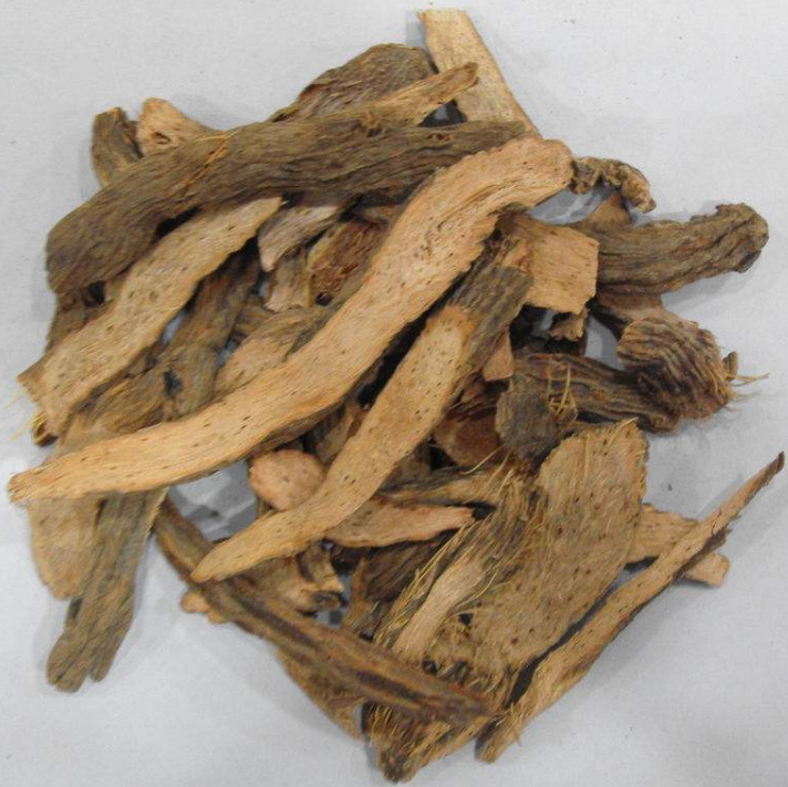 千年健、一包针与千颗针 传统药草与现代养生的巧妙结合