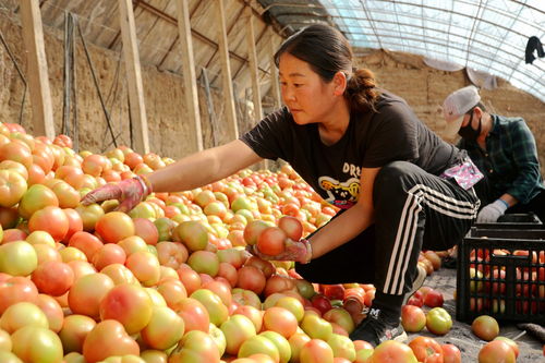 银川市金凤区 乡村路畅通，农产品铺就致富新门路