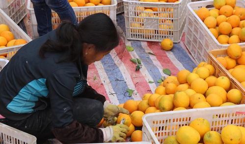 “赣南脐橙”退款风波 当“初级农产品”遇上现代消费期待