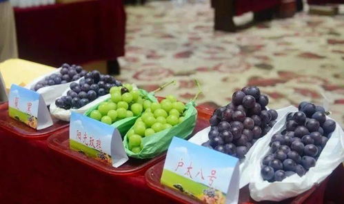 合阳农产品投资贸易洽谈会 聚焦初级农产品潜力，共谋乡村振兴新篇章